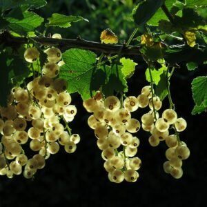 Versaillaise blanche